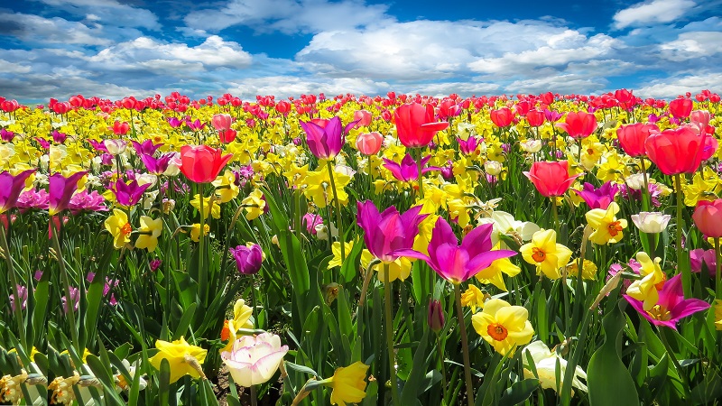 Field of pink and yellow tulips with a blue sky