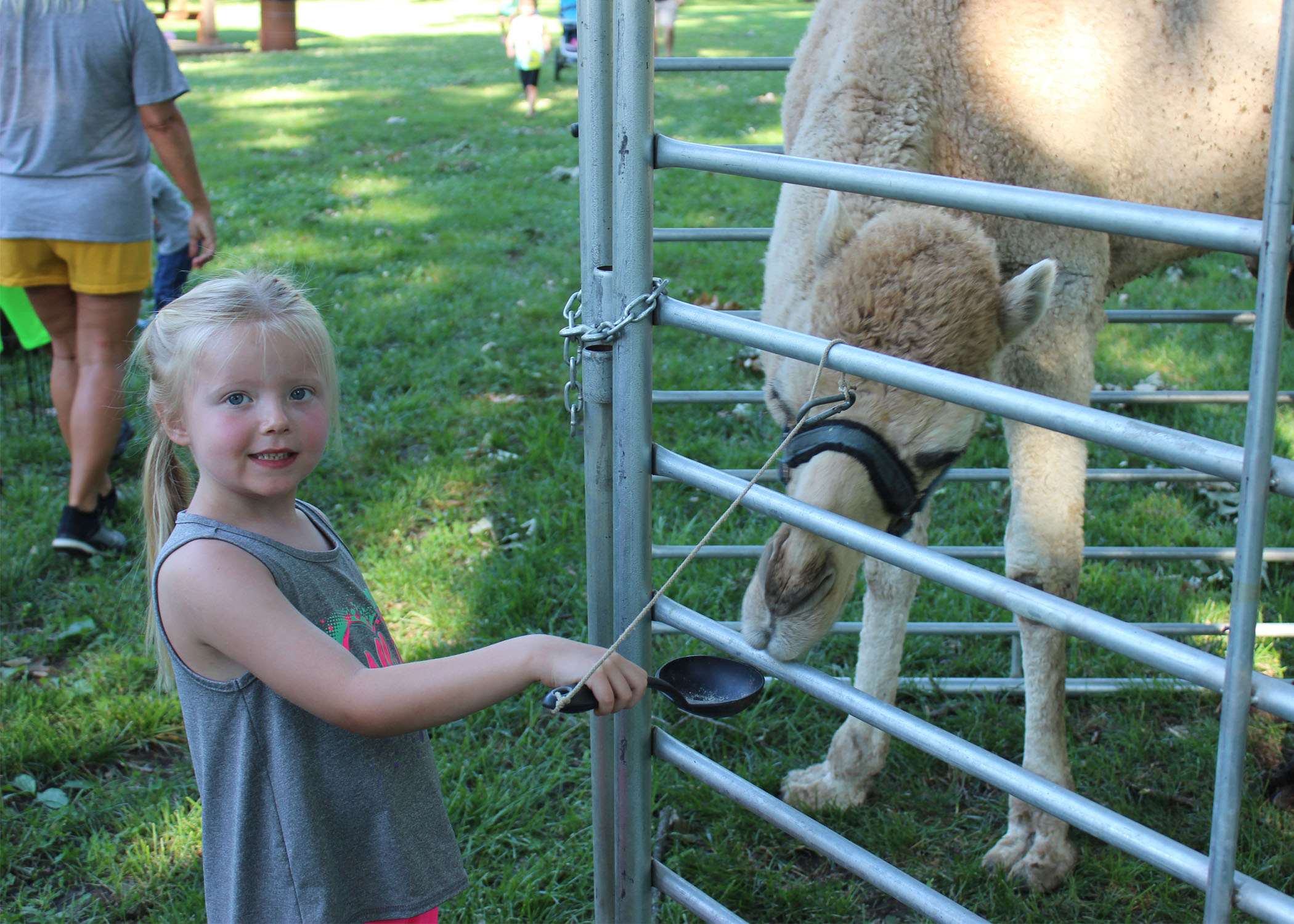 Photo of a young girl feeding a camel with a large spoon at a petting zoo