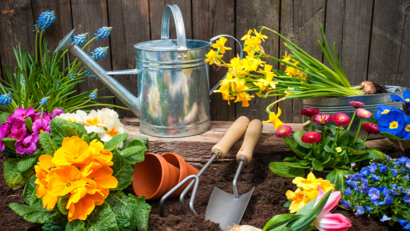 Artistic photo of a variety of home grown flowers amidst a metal watering bucket and gardening tools.