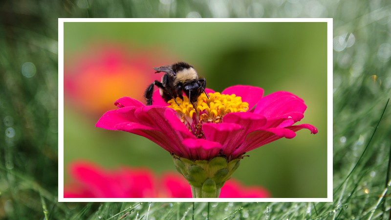 A beautiful photo of a fuzzy bee enjoying a bright pink flower.